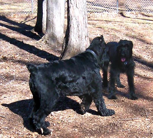 Lucy and Mister